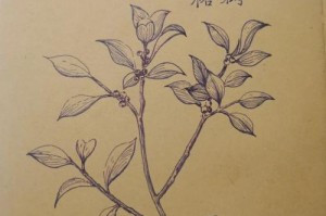 如何种植健壮的榕树（从选址到养护，让你的榕树长得更好）