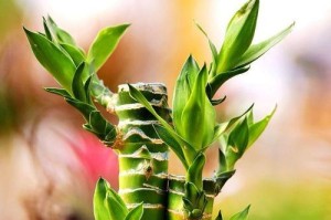 如何养护富贵竹？（喜阳光、常浇水，打造宜人居环境）