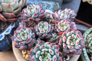 霜花多肉养护全攻略（从养殖到解决问题，让你的多肉不再出状态）