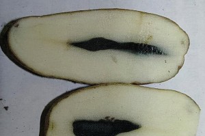 马铃薯（揭开马铃薯真正的身份）