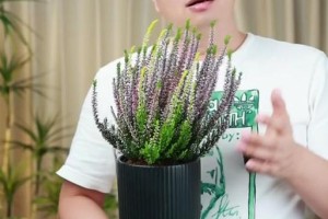 探讨欧石楠盆栽的种植技巧与养护方法（打造优雅室内景观的欧石楠盆栽养护秘籍）