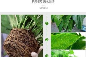 绿萝根部腐烂了怎么治？（教你一招解决绿萝根部腐烂的方法）