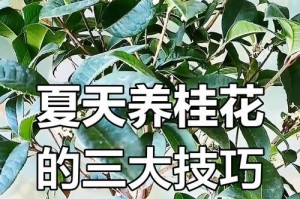 金桂的保养指南（打造健康而美丽的金桂植物天堂）