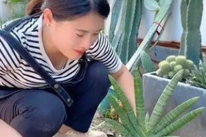 佛手虎皮兰根的处理方法（保护佛手虎皮兰根免受冻害的有效措施）