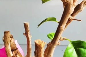 以三角梅怎么种植方法和注意事项（打造美丽花园的秘密）