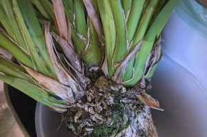 兰花叶子发蔫的原因及补救方法（常见的兰花叶子发蔫原因和对应的解决方法，让您的兰花常青如新！）