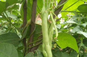 四季豆种植时机与技巧（四季豆适合几月份种植？如何达到最佳生长状态？）