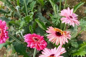 非洲菊养花全攻略（打造长久鲜花美丽的秘诀）