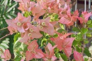 如何让三角梅开花更多？（提升三角梅开花量的有效方法）