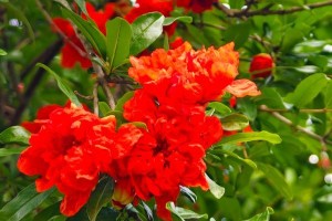 石榴花绽放秋天的绚丽（秋日里石榴花的盛开和魅力）