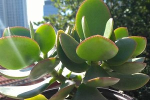 如何避免玉树烂根的养殖技巧（保护玉树根系健康的关键方法及注意事项）