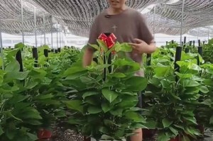 大叶绿萝的柱子（大叶绿萝柱子养护关键技巧和注意事项）