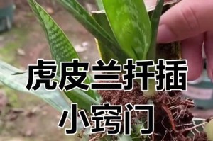 虎皮兰分株方法大全（步步图解，让你轻松掌握虎皮兰繁殖技巧）