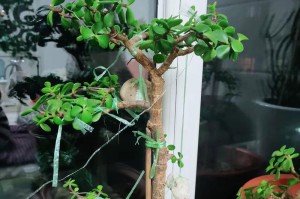 如何种植金枝玉叶（栽种时间、方法与注意事项）