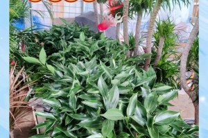 平安树的繁殖技巧及方法（种植平安树，享受绿色和平与福祉）