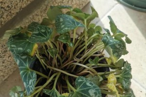 丁香花换盆后叶子蔫了怎么养护？（如何正确护理换盆后的丁香花，使其恢复生机？）
