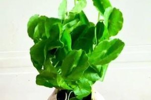 火山石花盆的植物选择指南（以松柏为主的植物选择方案）