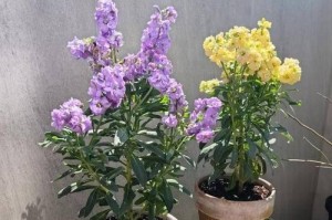 如何培养紫罗兰多开花（室内紫罗兰花的护理技巧）
