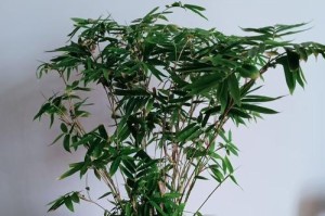 凤尾竹养护指南（打造宜人室内绿色空间，打造家居生态美）