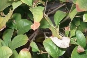 睡莲黄叶怎么处理？——解决睡莲叶子发黄问题的技巧与方法