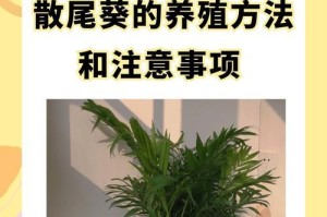 散尾葵叶子干枯发黄的原因及应对方法（探索散尾葵叶子干枯发黄的原因，提供有效的护理方法）