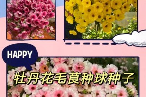 如何种植花毛茛种子（步骤详解，让您轻松掌握）