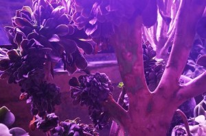 多肉植物的寿命（探究多肉植物的寿命长短及其影响因素）