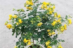 南雀花修剪技巧（打造健康盛开的南雀花园）