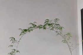 北方盆栽竹子的养护技巧（打造绿意盎然的家居环境，）