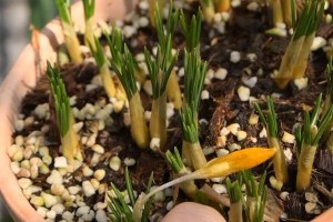 番红花开花后的处理方法（赏花归来，如何妥善处理番红花？）