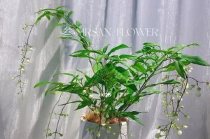 垂丝茉莉养殖方法与注意事项（打造芳香满溢的小区花园）
