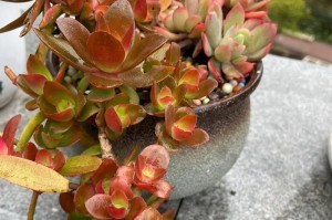 多肉植物成熟技巧——培养与护理（解密多肉植物的成长秘籍，助您打造美丽繁茂的多肉花园）