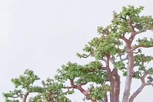 《金枝玉叶的防晒宝典》（怕晒太阳？金枝玉叶来支招！）