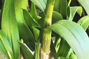 石斛兰的养护指南（掌握关键技巧，打造健康茁壮的石斛兰）