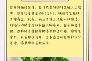 绿萝扦插叶子生长茂密的秘诀（如何通过扦插叶子使绿萝茂密生长）