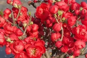 海棠花开不尽四季妍（揭秘海棠花四季开花之谜）
