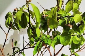 茉莉花叶子为何变黄？（黄叶问题解决办法一）