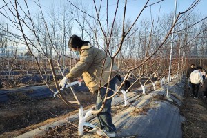 如何正确剪枝桃树（桃树剪枝时间、剪枝工具和剪枝技巧）