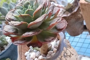 多肉植物生红蜘蛛的治疗方法（轻松应对多肉植物叶面常见的红蜘蛛害虫问题）