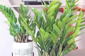 夏天如何正确养护铜钱树（夏季铜钱树养护关键技巧，帮您打造繁茂健康的绿色盆景）