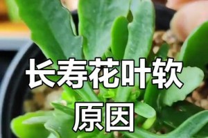 长寿花叶子烂根的处理方法（教你如何拯救患病的长寿花）