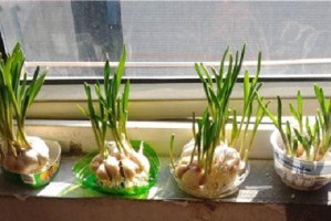 利用矿泉水瓶子种植大蒜（简单实用的家庭种植方法）
