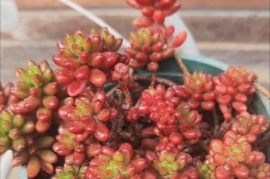 多肉花虹之玉的养护技巧（打造盛开的多肉花虹之玉花园）