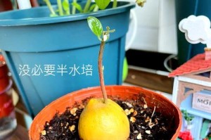 牛油果叶子发黄的原因及补救方法（了解牛油果叶子发黄的原因，保持植物健康生长）