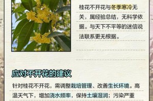 公桂花不开花，如何解决？（探讨公桂花不开花的原因及解决方法）