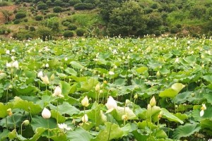 莲子的生长环境和生长地方（探究莲子的生长条件和生态习性）