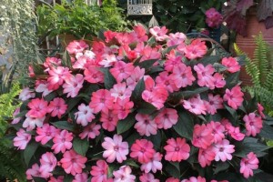 如何培养凤仙花快速开花？（宝贵的花朵，你需要知道的养花技巧）