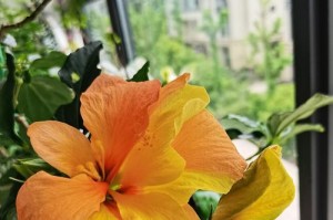扶桑之美（探秘扶桑花的养殖技巧，带您赏花尽兴）
