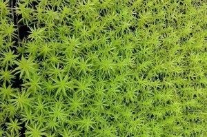 佛甲草（探究佛甲草的光照需求与种植技巧）