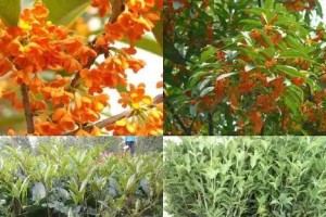 桂花树叶发黑掉落怎么办？（有效措施让桂花树叶重新焕发生机）